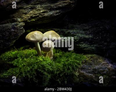 Drei Pilze auf Felsvorsprung in der Nacht Stockfoto