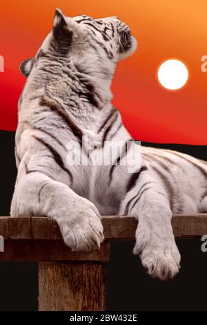 Weißer Tiger mit schwarzen Streifen, der auf Holzdeck liegt und im Hintergrund auf den roten Sonnenuntergang schaut. Hochformat. Wilde Tiere, große Katze Stockfoto