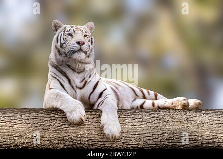 Weißer Tiger mit schwarzen Streifen, der auf großen Baum hingelegt wird. In voller Größe liebenswert Porträt. Nahsicht mit unscharfer natürlicher Hintergrundfarbe. Wilde Tiere, große Katze Stockfoto