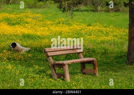 Eine alte Bank auf dem Land. Alte Holzbank auf der Wiese. Hintergrund ein Hund liegt auf dem Gras. Stockfoto