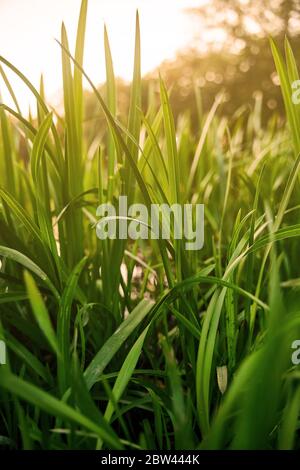 Grünes Gras Nahaufnahme. Büsche auf dem See im Sonnenuntergang Licht Stockfoto