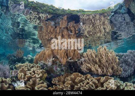 Eine Vielzahl gesunder Korallen gedeiht in extrem flachen Gewässern in Raja Ampat, Indonesien. Dieses Gebiet ist als das Herz des Korallendreiecks bekannt. Stockfoto