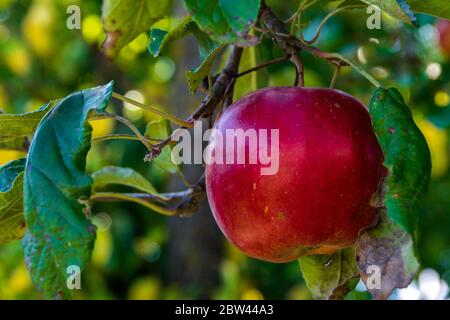 Reifer roter Apfel auf einem Zweig im Obstgarten Stockfoto