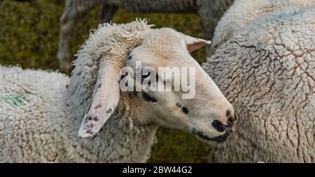 Schafe in der Natur auf der Wiese. Landwirtschaft im Freien Stockfoto