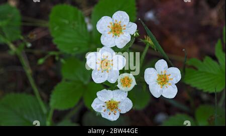 Erdbeerpflanze. Die Blüte der Erdbeere. Wilde Erdbeerbüsche. Erdbeeren im Wachstum im Garten Stockfoto