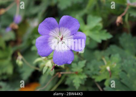 Einzelne violettblaue Blume der Geranie oder Cranesbill Sorte Rozanne auch bekannt als Gerwat mit einem Hintergrund von verschwommenen Blättern. Stockfoto