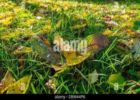 Das Gras aus dem Park bedeckt mit bunten gelben und orangen Blättern Stockfoto