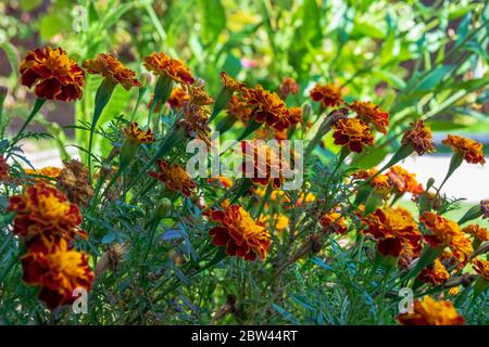 Schöne goldgelbe französische Ringelblume, Tagetes Patula Stockfoto