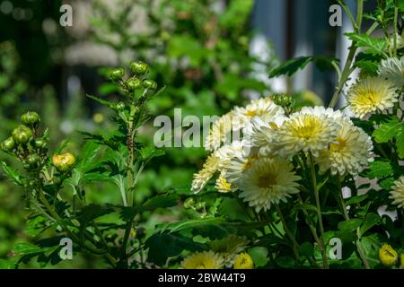 Ein weißer Strauß Chrysanthemen blüht im Herbst Stockfoto