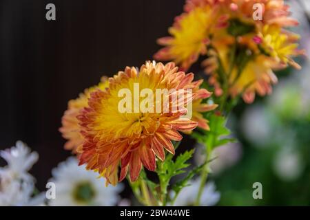 Ein bunter gelb-oranger Strauß Chrysanthemen, der im Herbst blüht Stockfoto
