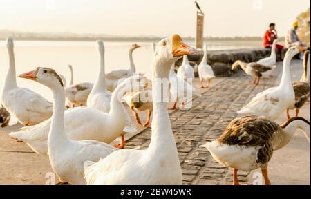 Pack von Enten auf dem See Stockfoto