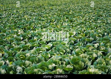 Grüne Köpfe Köpfe im Einklang wachsen auf dem Feld. Stockfoto