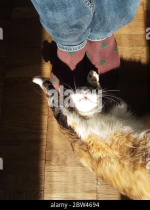 Nette Ingwer Katze spielt mit Beinen in Socken auf Holzboden in Sonnenlicht. Stockfoto