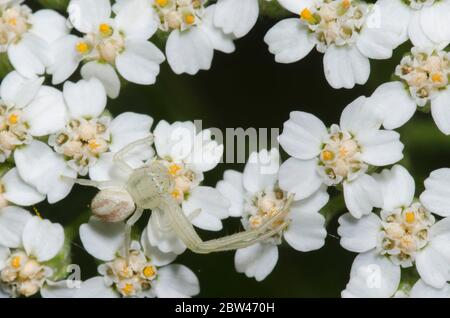Krabbenspinne, Mecaphesa sp., mit fehlenden Beinen, lauert auf Schafgarbe, Achillea millefolium Stockfoto