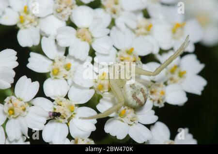 Krabbenspinne, Mecaphesa sp., lauert auf Schafgarbe, Achillea millefolium Stockfoto