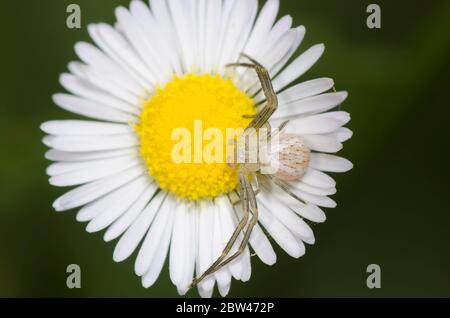 Krabbenspinne, Mecaphesa sp., lauert auf Fleabane, Erigeron sp. Stockfoto