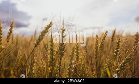 Wheat field, spica of Triticum against a cloudy sky. Agriculture. Bountiful harvest. Stockfoto