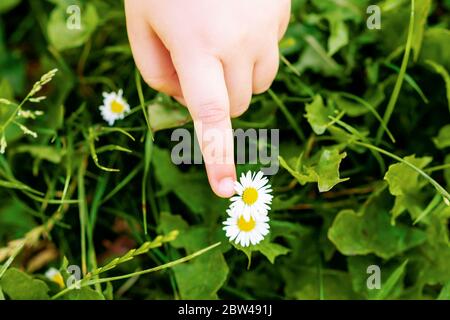 Draufsicht der Hand des Kindes, die das Gänseblümchen oder die Kamillenblume im Gras berührt. Stockfoto