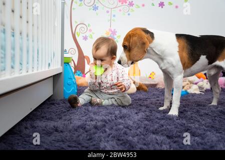 1 Jahr altes Mädchen mit Hund im Zimmer Kaugummi kauen Stockfoto