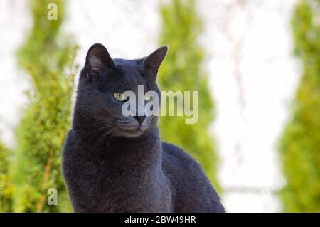 Die russische blaue Katze sieht neugierig aus Stockfoto