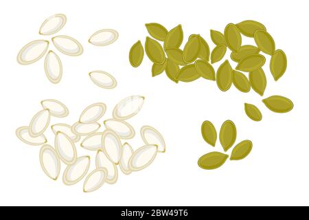 Kürbiskerne auf weißem Hintergrund isoliert. Ganze und geschälte Kürbiskerne. Geröstete Kürbiskerne im Cartoon-Stil, Draufsicht.Stock Vektor-Illustration Stock Vektor