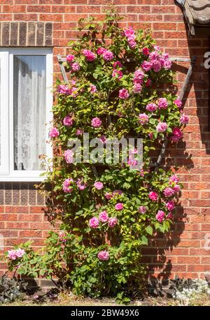 Dornenlose rosa Kletterrose rosa Zéphirine Drouhin, England, Großbritannien Stockfoto