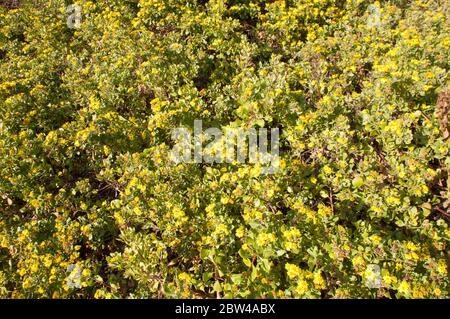 Grüne Hecke von vielen gelben südafrikanischen Gänseblümchen, alle in Blüte. Ideal Foto für Tapete Stockfoto