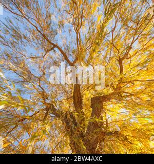 Blick auf die gelben Blätter eines Herbstbaums während einer Herbstwanderung in den Wäldern Stockfoto