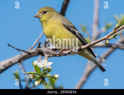 Weiblicher kleiner Goldfink, Carduelis psettria, Barsche in einem Pflaumenbaum in Berkeley, Kalifornien Stockfoto