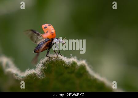 Kleine Marienkäfer auf einem grünen Blatt Stockfoto