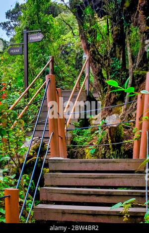 Holzweg im Mossy Wald von Gunung Brinchang, Brinchang, Malaysia Stockfoto