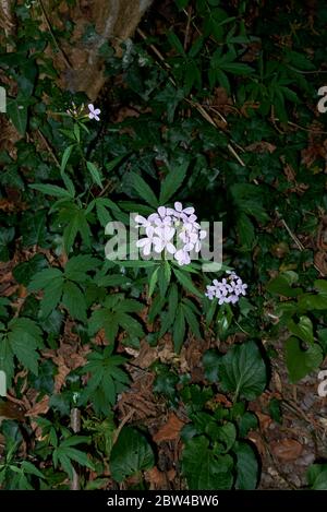 Cardamine bulbifera mit lila Blüten Stockfoto