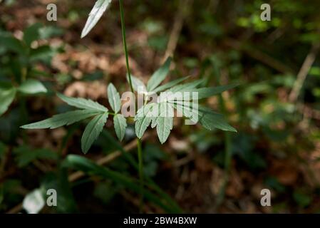 Cardamine bulbifera mit lila Blüten Stockfoto