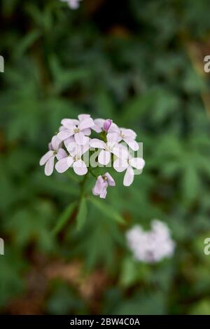 Cardamine bulbifera mit lila Blüten Stockfoto