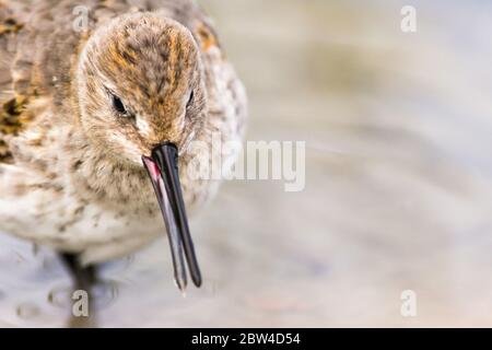 Ein juveniler Dunlin ( Calidris alpina ), der sich während eines Wanderstopens in Ontario, Kanada, im Wasser ernährt. Stockfoto