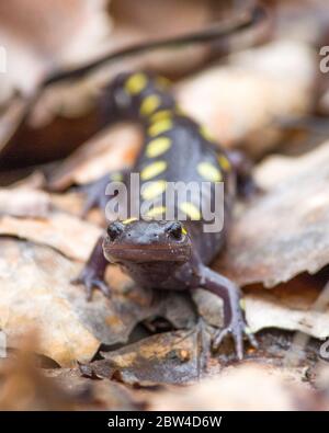 Ein gelber gefleckter Salamander ( Ambystoma maculatum ), der im Frühjahr in Ontario, Kanada, aus dem Winterschlaf auftaucht. Stockfoto