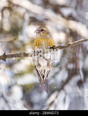 Ein Weißer-geflügelter Kreuzschnabel ( Loxia leucoptera ) in Ontario, Kanada. Stockfoto