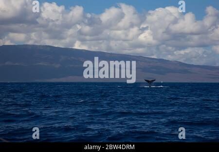 Buckelwal-Tail im blauen Ozean, Lahaina, Hawaii, USA Stockfoto