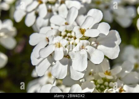 Iberis sempervirens weiße Blüten aus nächster Nähe Stockfoto