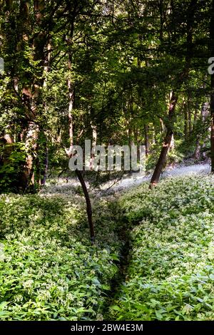 Wilder Knoblauch (Allium ursinum) Blüten wachsen in Wäldern, Guiltbrook, Nottingham, England, Großbritannien Stockfoto