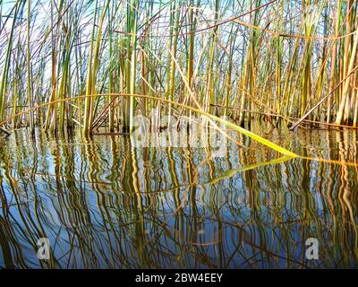 Natur am See - ruhiges Wasser und grünes Schilf, das sich im Vordergrund spiegelt. Stockfoto