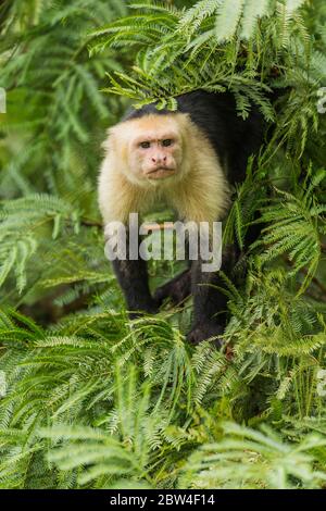 Weißkopf-Kapuziner (Cebus capucinus), der in einem Baum in Costa Rica aus dem Laub schaut Stockfoto