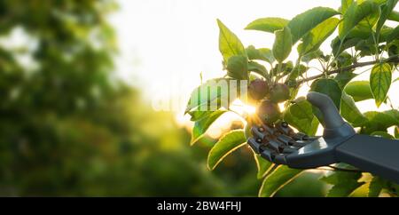 Roboter arbeitet in einem Obstgarten. Digitale Transformation in der Landwirtschaft und Smart Farming Stockfoto
