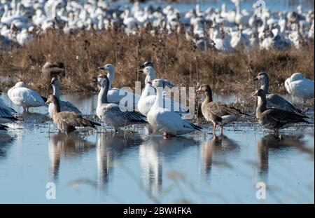 Greater White-Fronted Geese, Anser albifrons und Snow Geese, Chen caerulescens, im Sacramento National Wildlife Refuge, Kalifornien Stockfoto