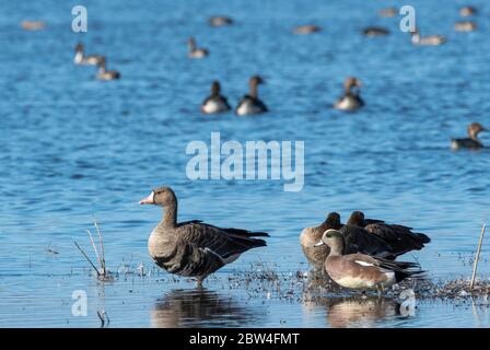 Greater White-Fronted Goose, Anser albifrons und American Wigeon, Anas americana, im Sacramento National Wildlife Refuge, Kalifornien Stockfoto