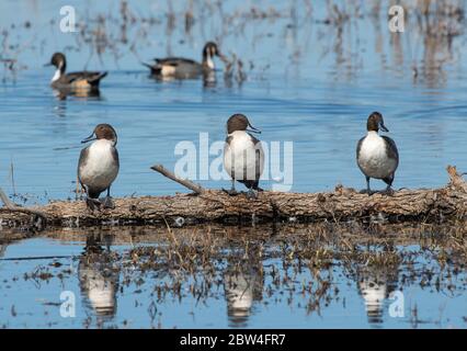 Northern Pintail, Anas acuta, im Colusa National Wildlife Refuge, Kalifornien Stockfoto