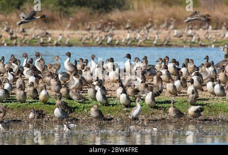 Greater White-Fronted Geese, Anser albifrons und Northern Pintails, Anas acuta, im Sacramento National Wildlife Refuge, Kalifornien Stockfoto