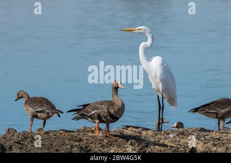 Great Egret, Ardea alba und Greater White-Fronted Geese, Anser albifrons, im Colusa National Wildlife Refuge, Kalifornien Stockfoto