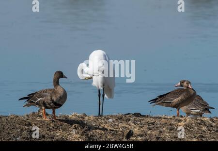 Great Egret, Ardea alba und Greater White-Fronted Geese, Anser albifrons, im Colusa National Wildlife Refuge, Kalifornien Stockfoto