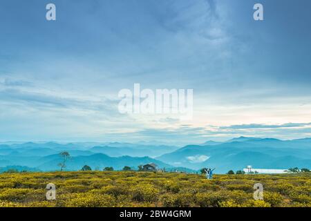 Die Morgenlandschaft auf dem Hügel des Tees in der nebligen Hochland unterhalb des schönen Tals gepflanzt. Blick von Doi Che, CAU DAT, Da Lat Stadt, Vietnam Stockfoto